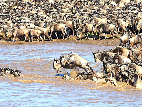 Tanzania national park safari vacation