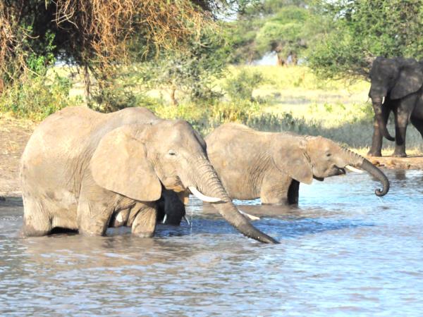 Tanzania national park safari vacation