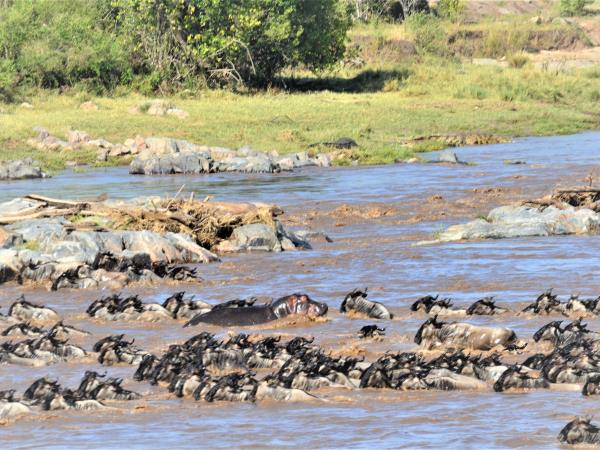 Tanzania national park safari vacation