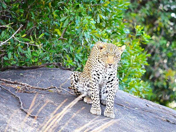 Tanzania national park safari vacation