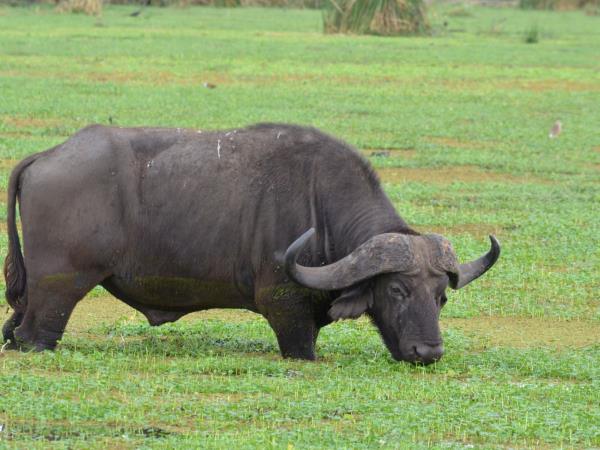 Tanzania national park safari vacation