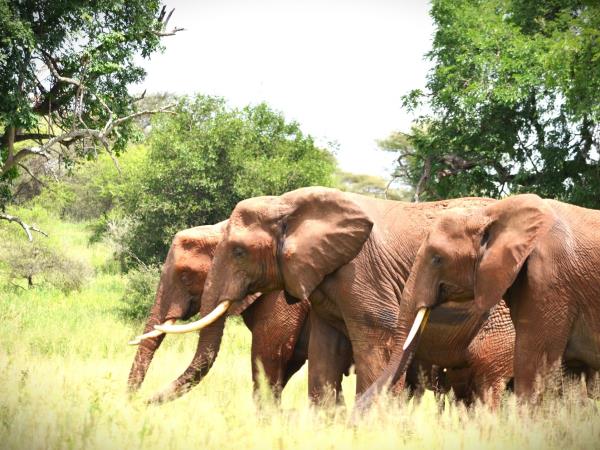 Tanzania national park safari vacation