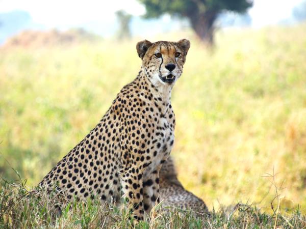 Tanzania national park safari vacation
