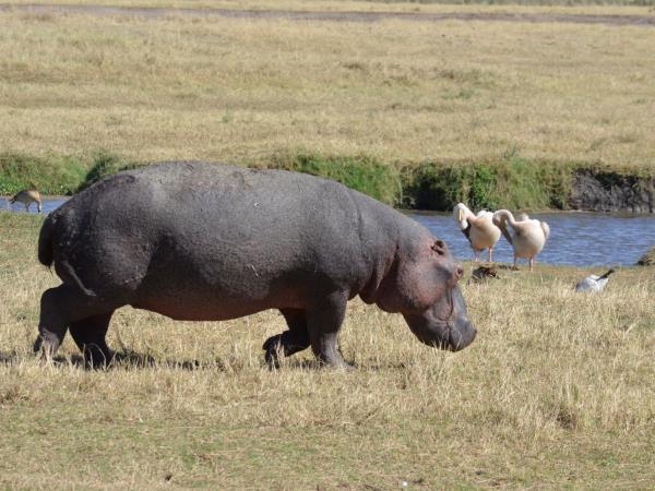 Tanzania national park safari vacation