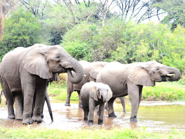 Tanzania Great Migration and Serengeti Safari vacation