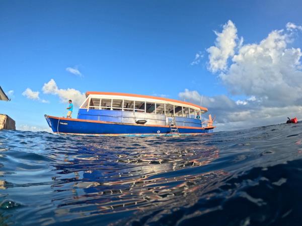 Maldives whale shark conservation snorkelling cruise