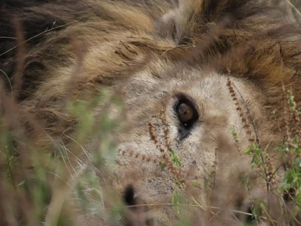 Professional field guide course, Southern Africa