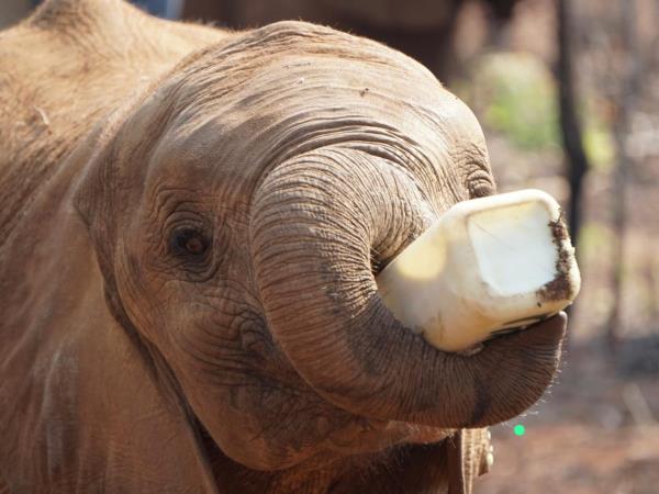 Zambia elephant conservation vacation