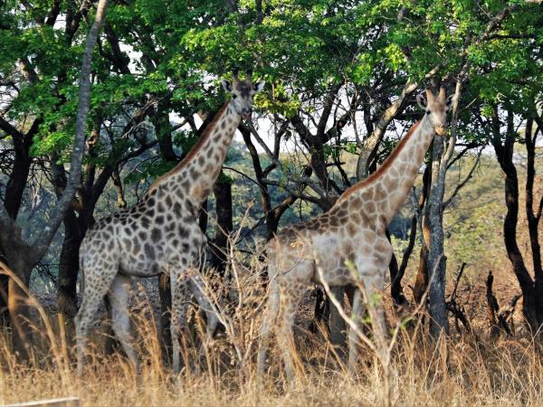 Zambia elephant conservation vacation