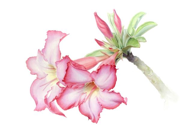 Botanical painting vacation in Greece