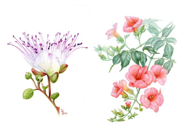 Botanical painting vacation in Greece