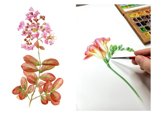 Botanical painting vacation in Greece
