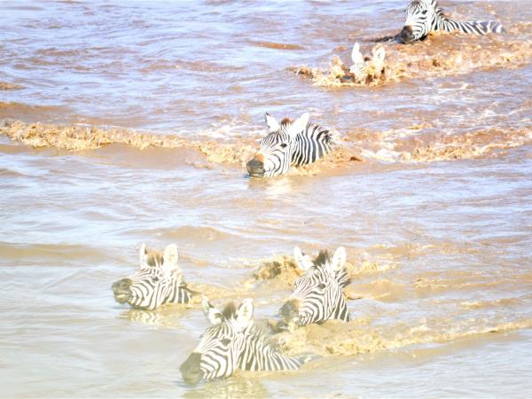 Tanzania Great Migration and Serengeti Safari vacation
