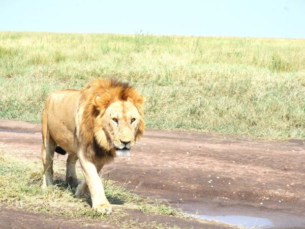 Serengeti luxury short safari vacation