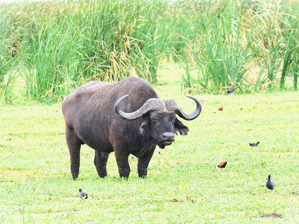 Serengeti luxury short safari vacation
