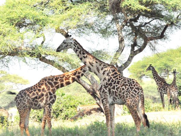 Serengeti luxury short safari vacation