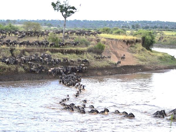 Tanzania national park safari vacation