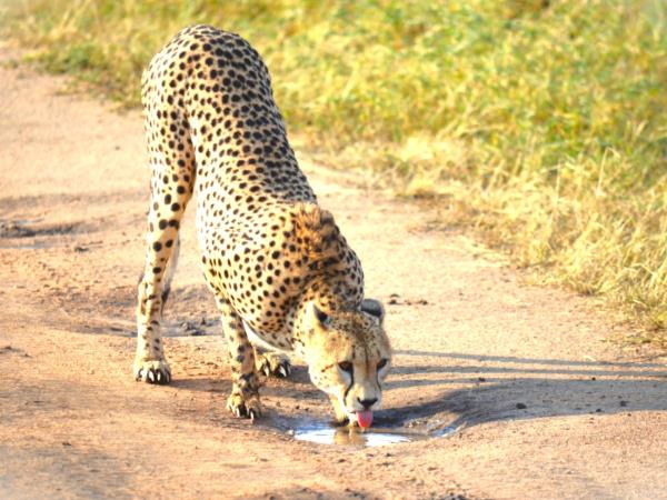 Tanzania Great Migration and Serengeti Safari vacation