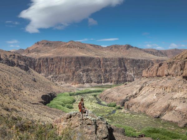 Wild puma tracking holiday in Patagonia