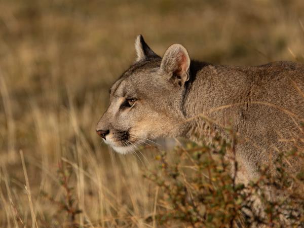 Wild puma tracking holiday in Patagonia