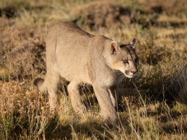 Wild puma tracking holiday in Patagonia