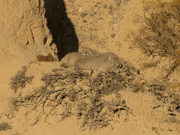 Wild puma tracking holiday in Patagonia
