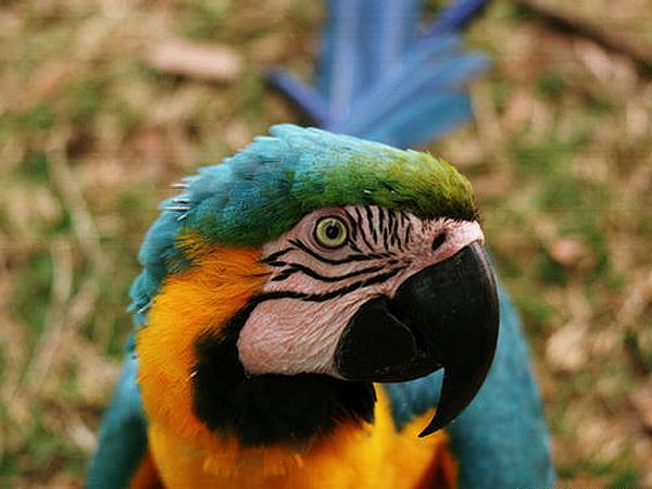 Bolivia vacation, jungle to desert