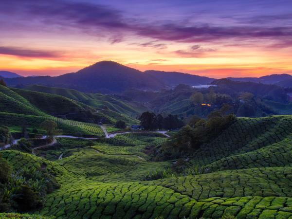 Malaysia and Borneo honeymoon