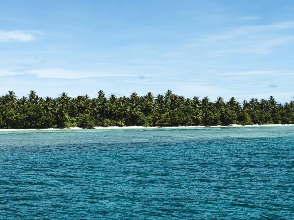 Liveaboard whale shark conservation vacation, Maldives