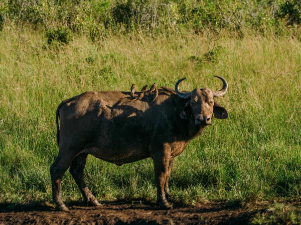 Zululand wildlife conservation vacation in South Africa
