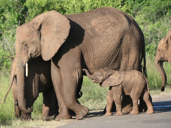 Zululand wildlife conservation vacation in South Africa