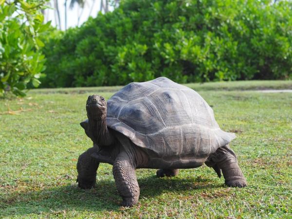 Marine conservation vacation in the Seychelles