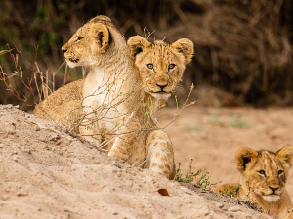 Malawi wildlife conservation vacation