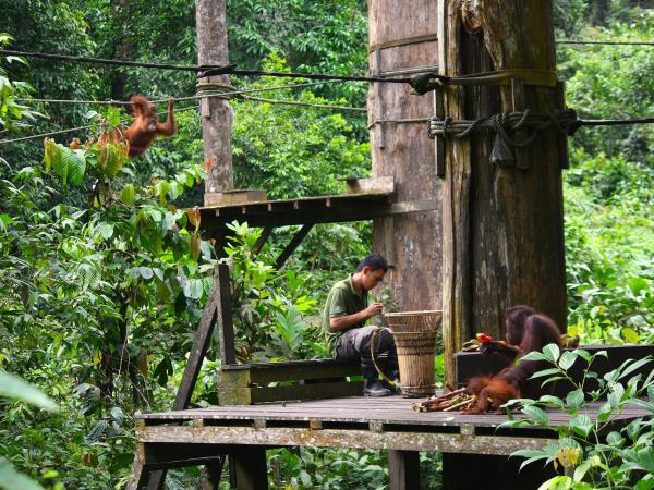 Borneo wildlife vacation, tailor made