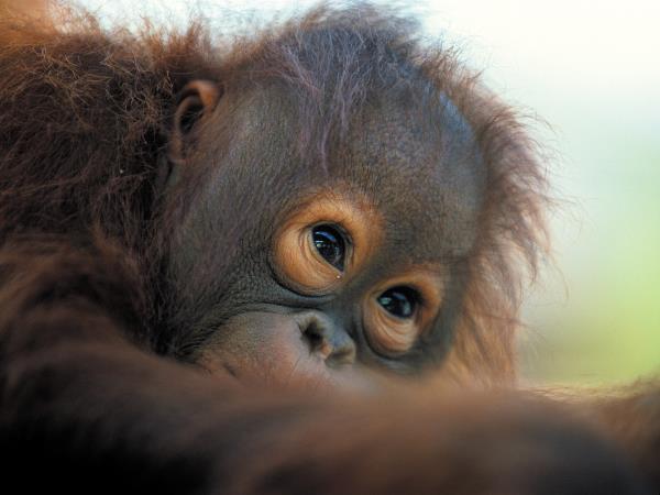 Borneo wildlife vacation, tailor made