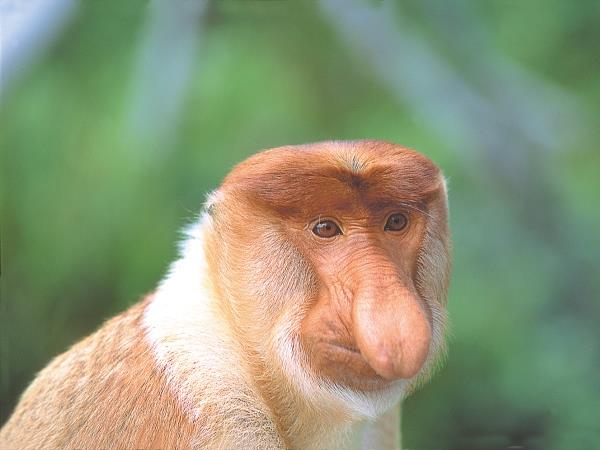 Borneo wildlife highlights honeymoon