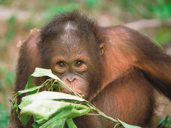 Borneo wildlife highlights honeymoon
