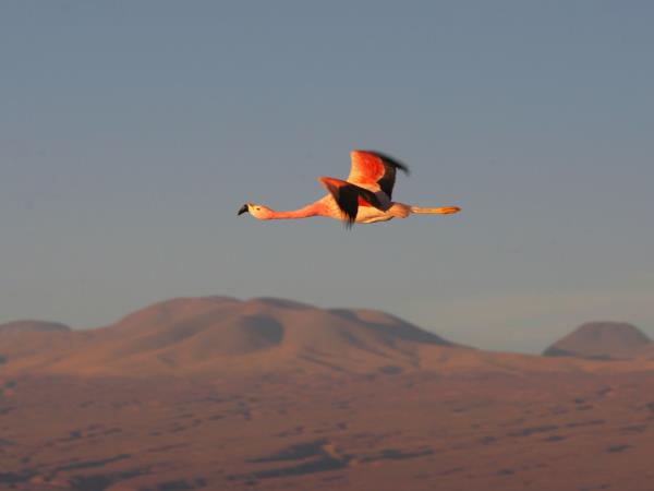 Chile wildlife and wilderness vacation