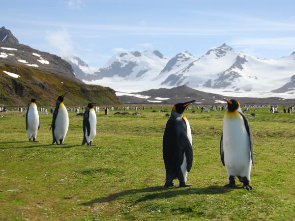 South Georgia, Falklands & Antarctic Peninsula cruise