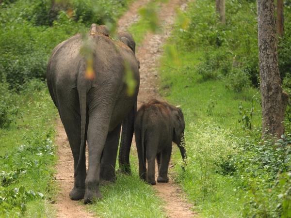 Karnataka tailormade vacation, India