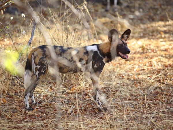 Ruaha small group tour in Tanzania