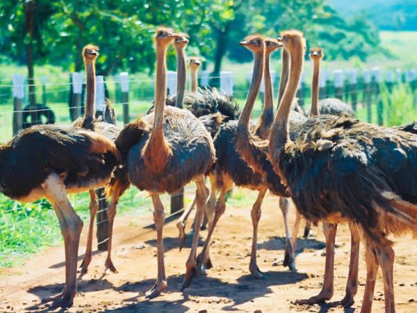 Garden Route tour from Cape Town