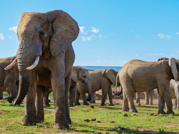 Garden Route tour from Cape Town