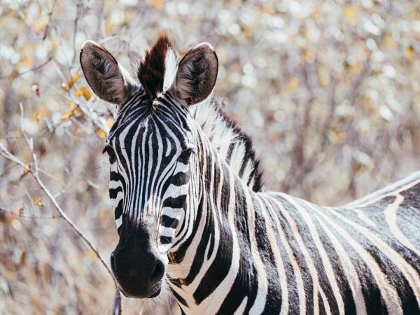 Wildlife monitoring vacation in South Africa