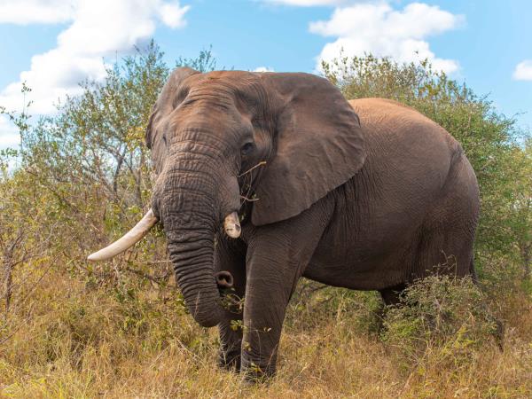 Wildlife monitoring vacation in South Africa