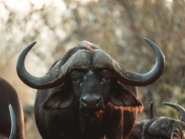 Wildlife monitoring vacation in South Africa