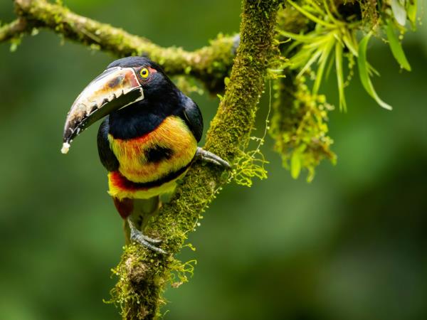 Costa Rica tailor made vacation, vistas and volcanoes
