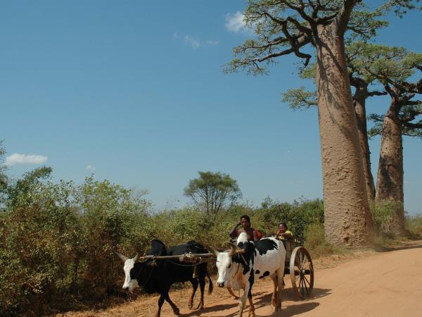 Madagascar private tour, tailor made