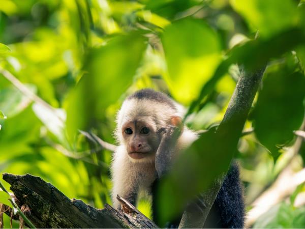 Costa Rica tailor made vacation, vistas and volcanoes