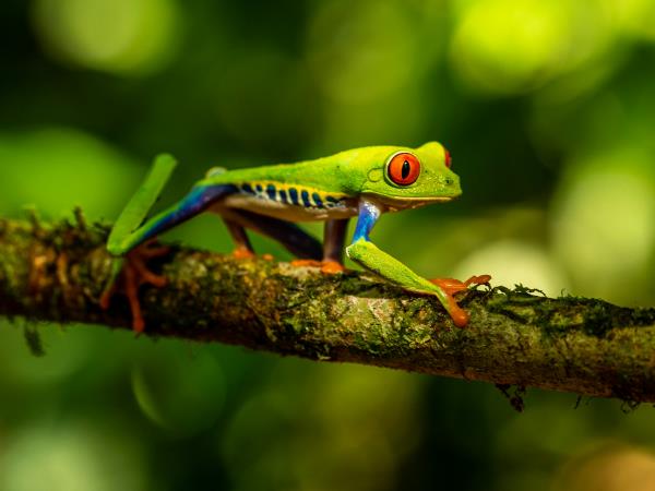 Costa Rica tailor made vacation, vistas and volcanoes